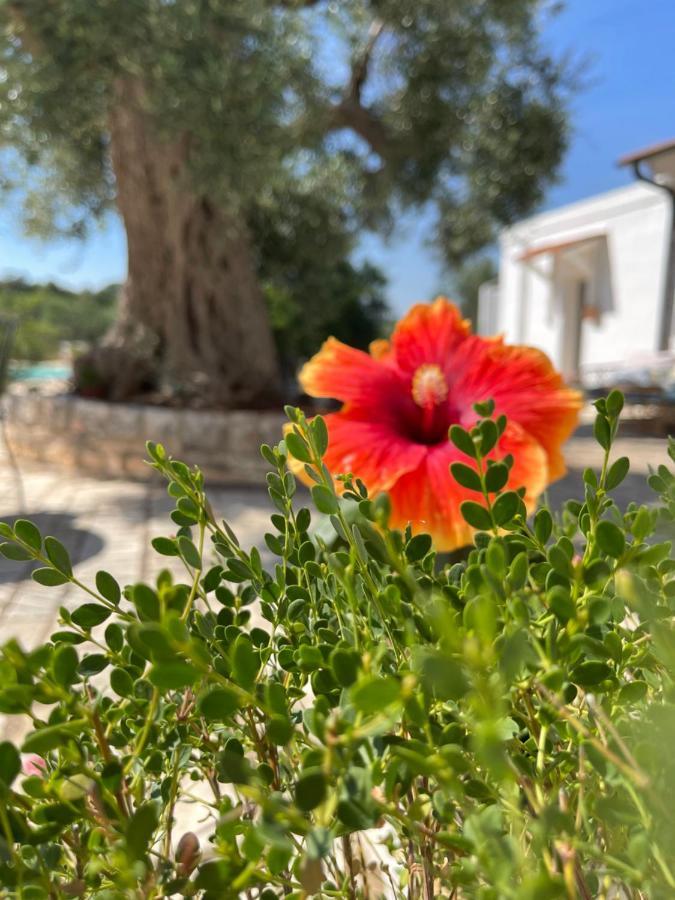 Masseria I Raffi B&B 莫诺波利 外观 照片
