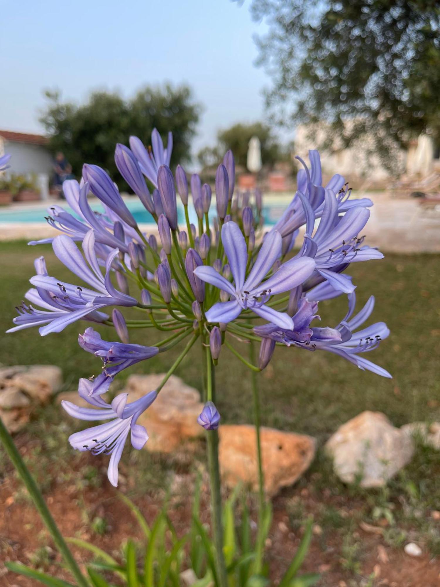 Masseria I Raffi B&B 莫诺波利 外观 照片